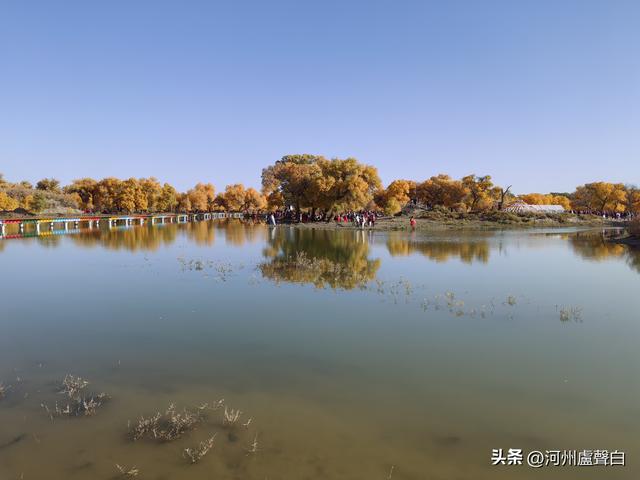 额济纳旗胡杨林