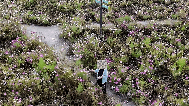 赛罕区格桑花海如期盛放，绚烂“幸福花”需要大家共同守护