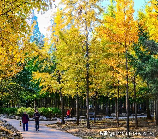 公园景区秋色图鉴，这几处必打卡