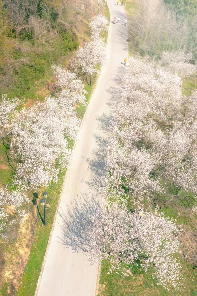 快冲！上方山春日花海已就位！