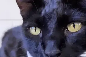 大早上梦见被黑猫咬，一直心神不定图片