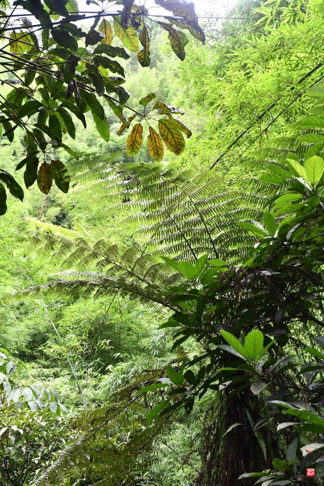 赤水四洞沟瀑布