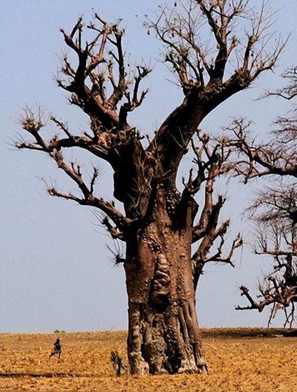 非洲纳米比亚“红泥人”：女人一生都不洗澡，多数男孩活不到15岁