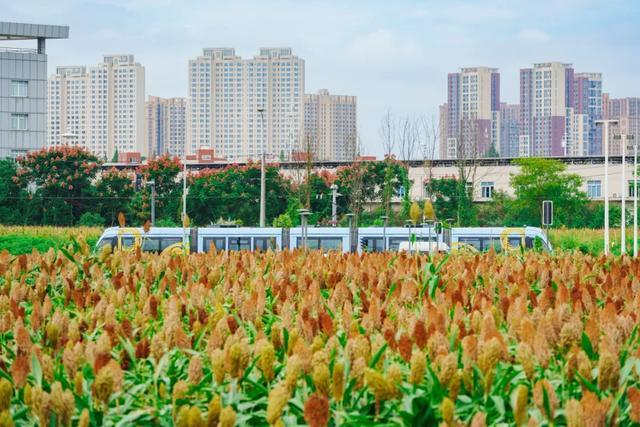 🧡秋日限定！郫都这片红高粱地超出片~