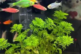 养鱼：推荐新手友好的4种鱼，便宜好养，易爆缸图片