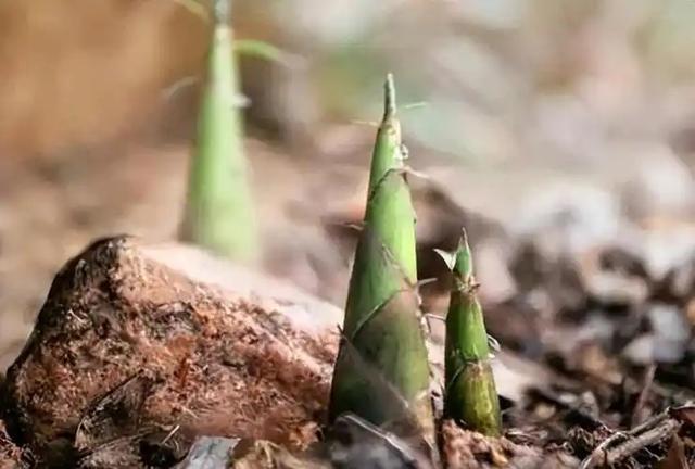 竹子能救地球？中国这招太狠了！专家解谜竹子代替塑料的战略意义