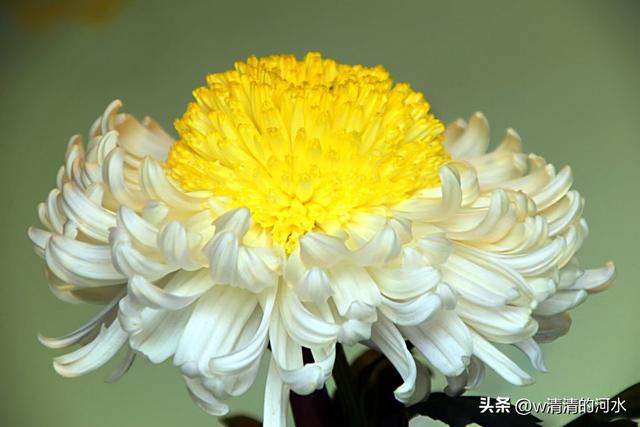 菊花是秋天里美丽的图画