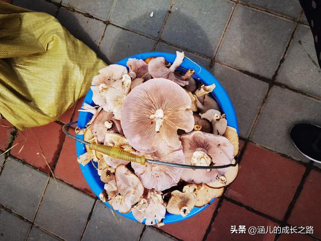 总要去趟草原吧！自驾塞罕坝和乌兰布统超简攻略（附图超全）