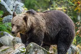 新疆大叔收养棕熊幼崽，6年后遭野狼撕咬命悬一线，棕熊赶来相救图片