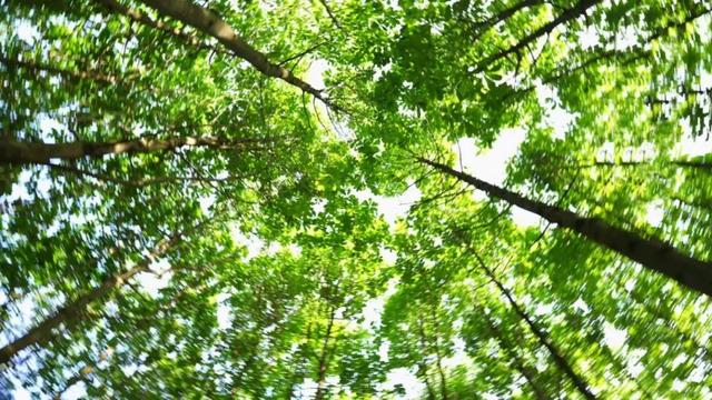 避暑胜地新宠！宁强草川子康养景区开放→