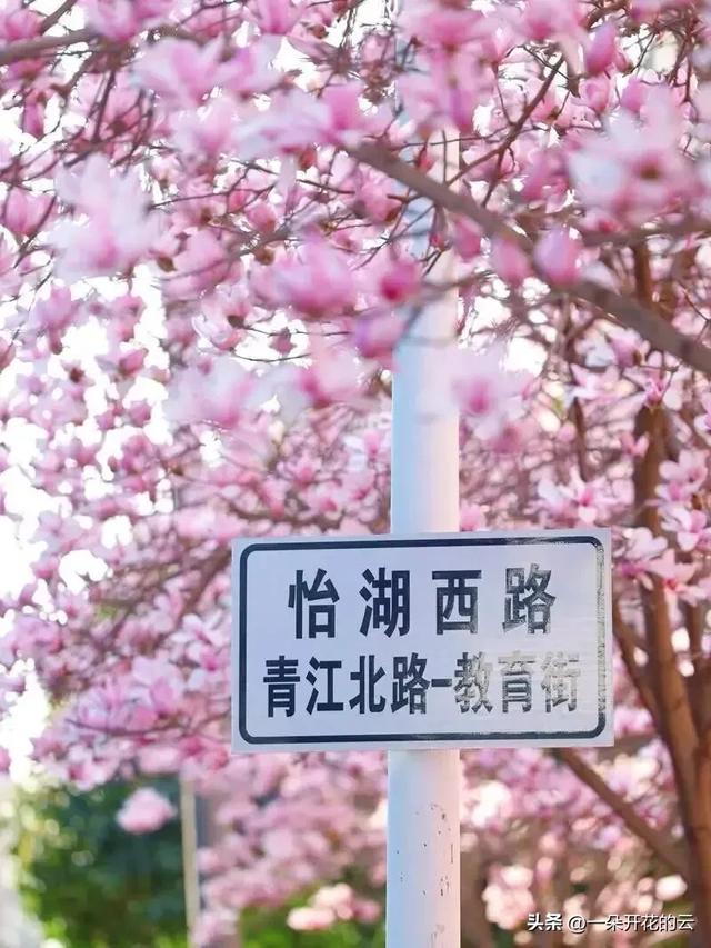 成都本周顶流，不是油菜花，是它——只有本地人才知道的赏花地图