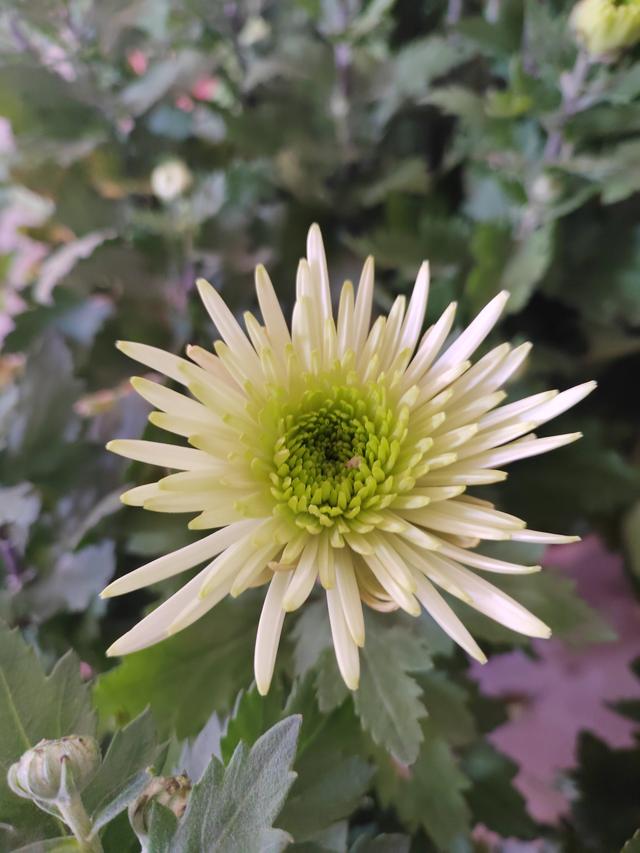 甘州府城菊花飘香