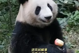 成都最火大熊猫“花花”弟弟“和叶”竟是女孩！饲养员：现在才发现和叶变成雌性图片