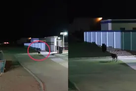 惊魂未定！90后徒步博主西藏羌塘无人区第五天突遇熊袭击，第六天又遇野狼，第七天放弃穿越计划图片