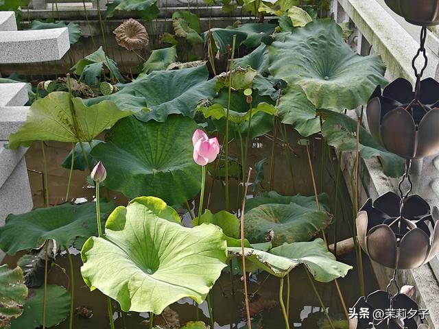 福鼎市区一日游：从白茶发源地到市井小吃赏唐风建筑品山海韵味