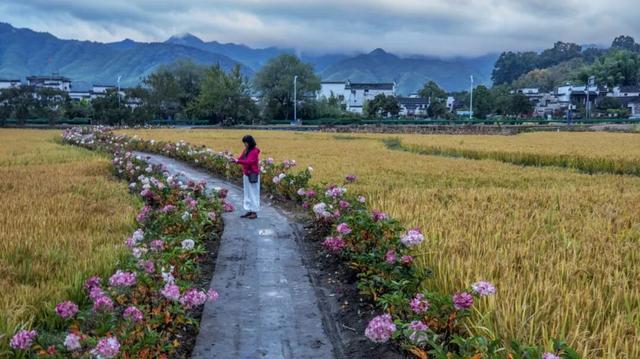 宏村稻浪翻涌时，绣球正盛开 | 皖美秋日