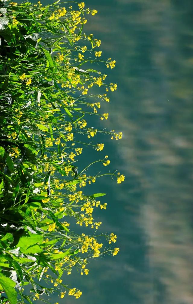 陇南油菜花提前开放，今天可以约起走！