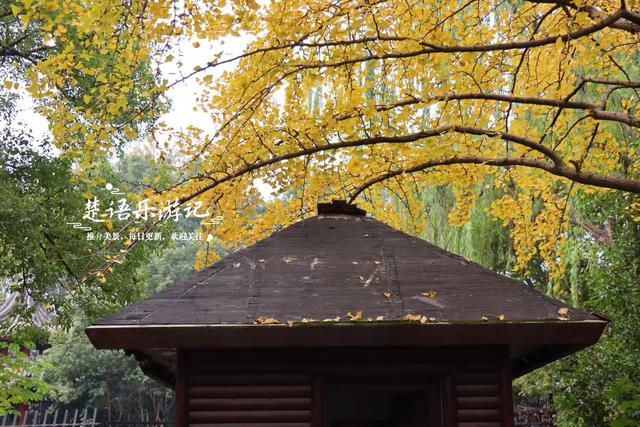 浙江宁波这个小园林被人忽略，但是银杏真是太美了，乌桕也是一绝