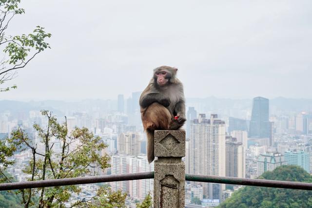 贵阳黔灵山公园，亲子游玩的好去处，这里有近距离撸猴的绝佳地点