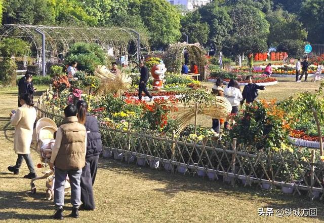 菊香满邵武！第二十届菊花艺术展惊艳绽放，邀你共赏秋韵