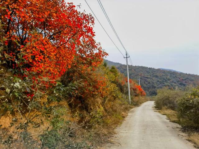 什么叫层林尽染？马谷田镇义和寨东边的堰塘寺告诉您！