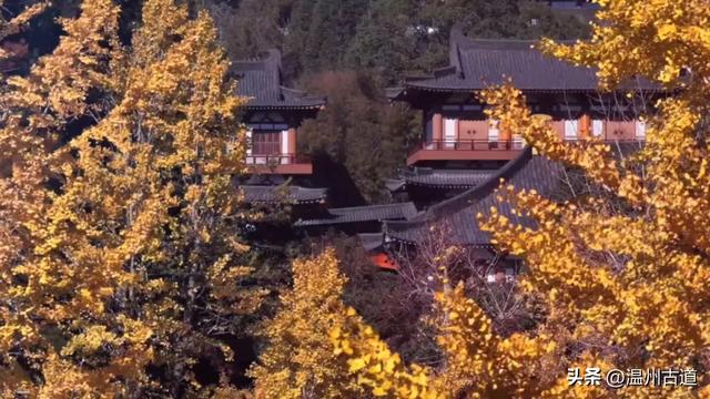 “含金量”爆棚！初冬限定，温州这处千年古刹的银杏大道美翻了！