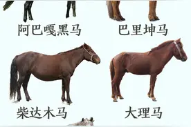 你了解马吗？看完这66种马，你差不多学会相马了图片