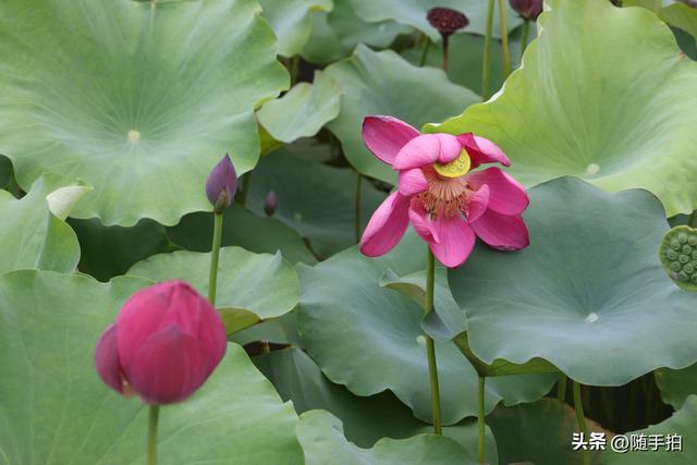 上海闵行文化公园水花园荷花进入盛花期，现实版“莫奈花园”