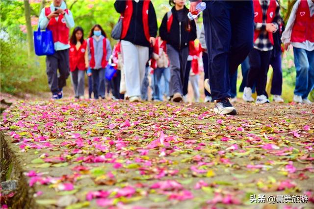 一场寒雨，卡玛缤纷花世界木棉长廊落红无数，就差一个林黛玉