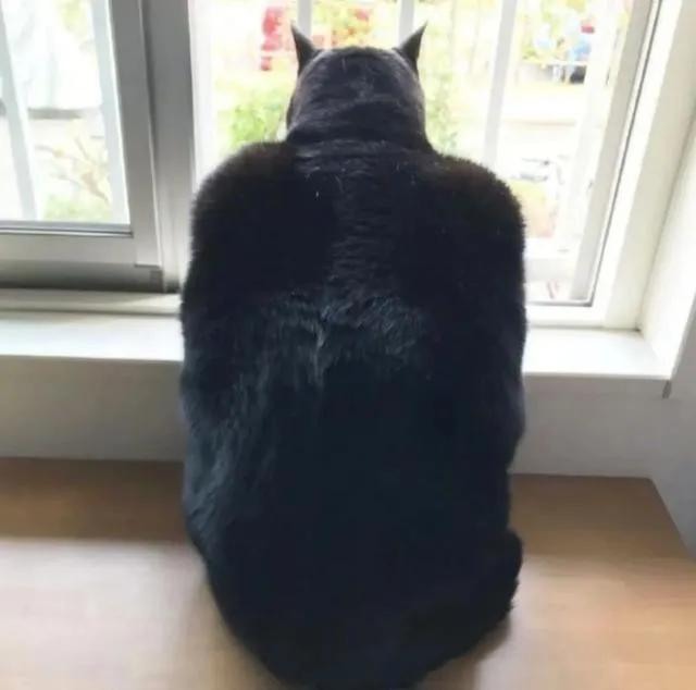 笑死了！主人展示25斤布偶猫引热议，网友：我这19斤的再加加餐？