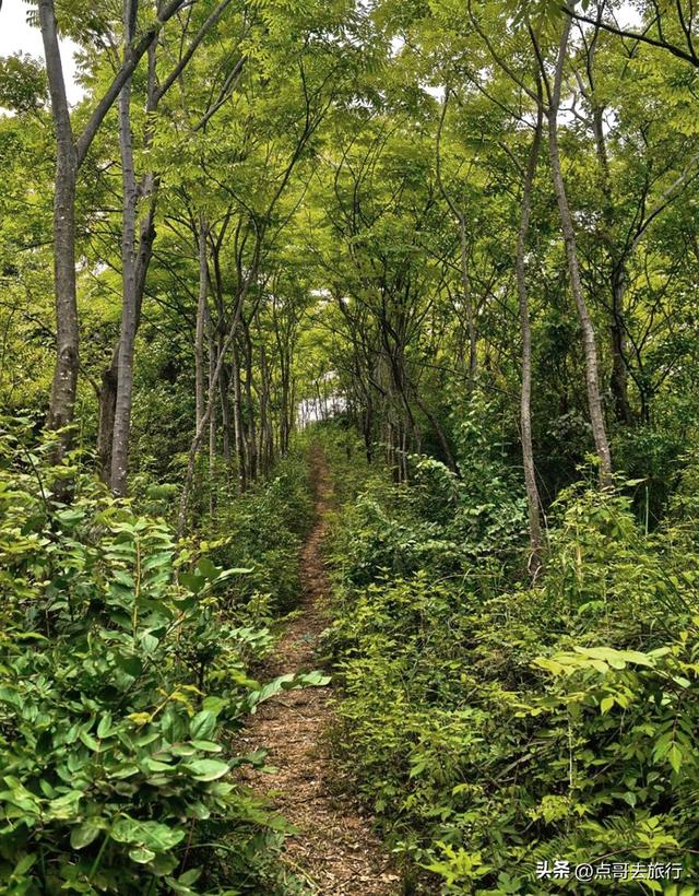 成都龙泉山冷门徒步路线，大片桉树林超美，不要门票，野趣十足！