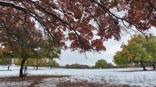 雪映五角枫