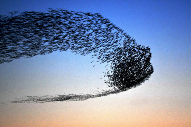 黄河入海 大美垦利 | 东营垦利观鸟贴心攻略