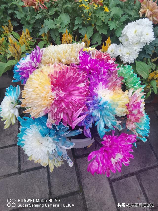 今年唐山南湖菊展从规模到品种在我印象中是多年来的第一次