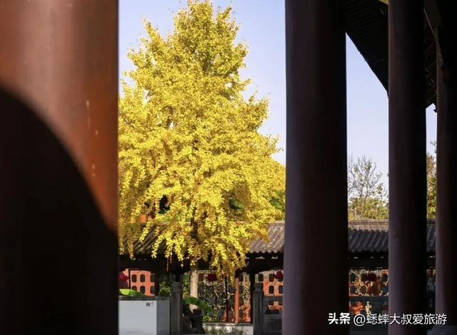 古风意境拉满，银杏披上黄金甲，这个杭州秋冬古祠，即将成顶流！