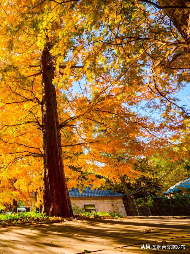 【乐游烟台】此时此刻，烟台醉美赏秋地出现了