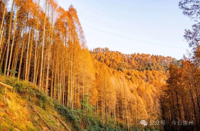 崇州彩林天花板🤩🤩🤩谁还没去过？