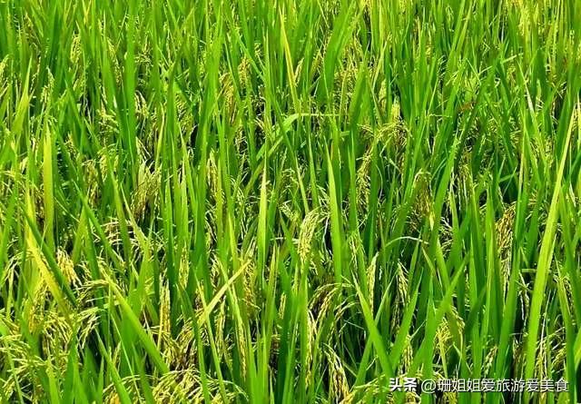 暑假来到广州，有6种地道的手信，带回去让家乡人感受