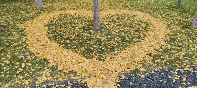 寻美薛城丨金色之约！森林公园银杏黄了！