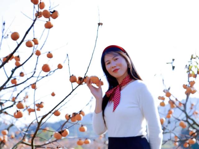 柴桑区新塘乡胡桥村:千亩柿红引客来