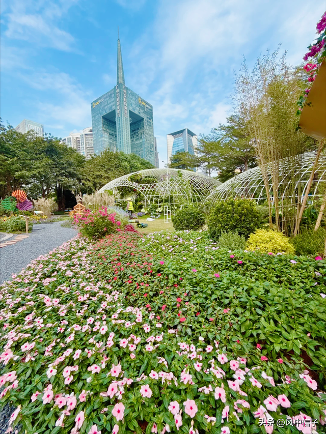 这个周末不如带娃去逛逛这里的花花