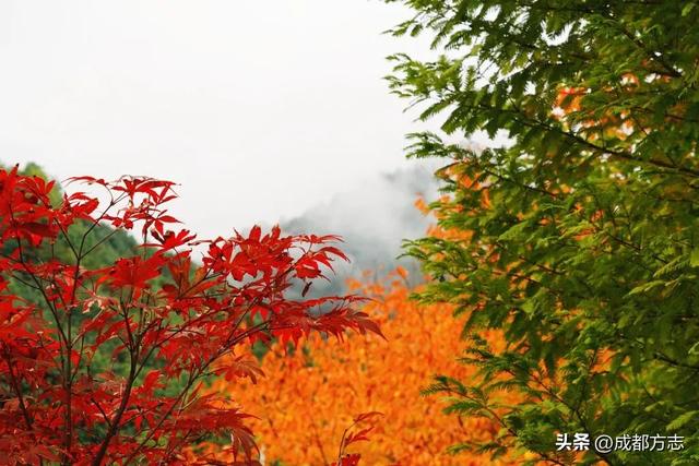 免门票！限定绝美秋色，错过等一年→