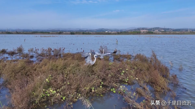 闻喜吕庄水库候鸟翩翩美如画