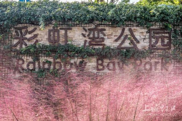 高温难挡“浪漫粉”！粉黛乱子草登场~