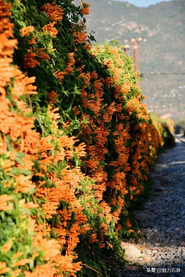 超治愈~石屏这片炮仗花海藏不住了🧡