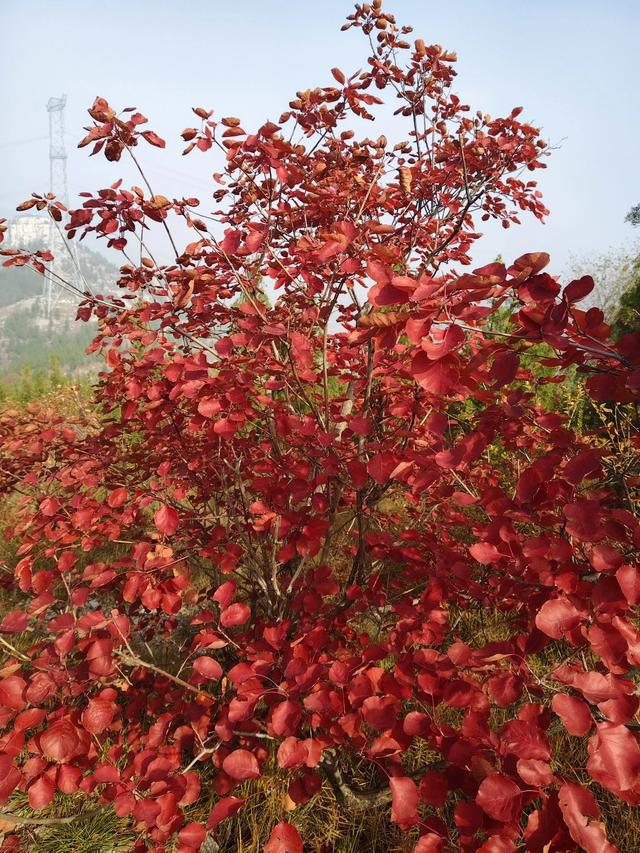 去博山盆泉张丹顶赏红叶