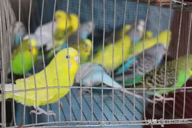 养鹦鹉避坑指南：虎皮、牡丹、玄凤，谁才是真正的“小祖宗”？图片