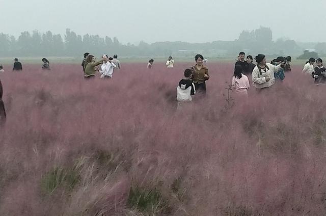 河南省平顶山白龟湖粉黛乱子草园成国庆网红打卡地
