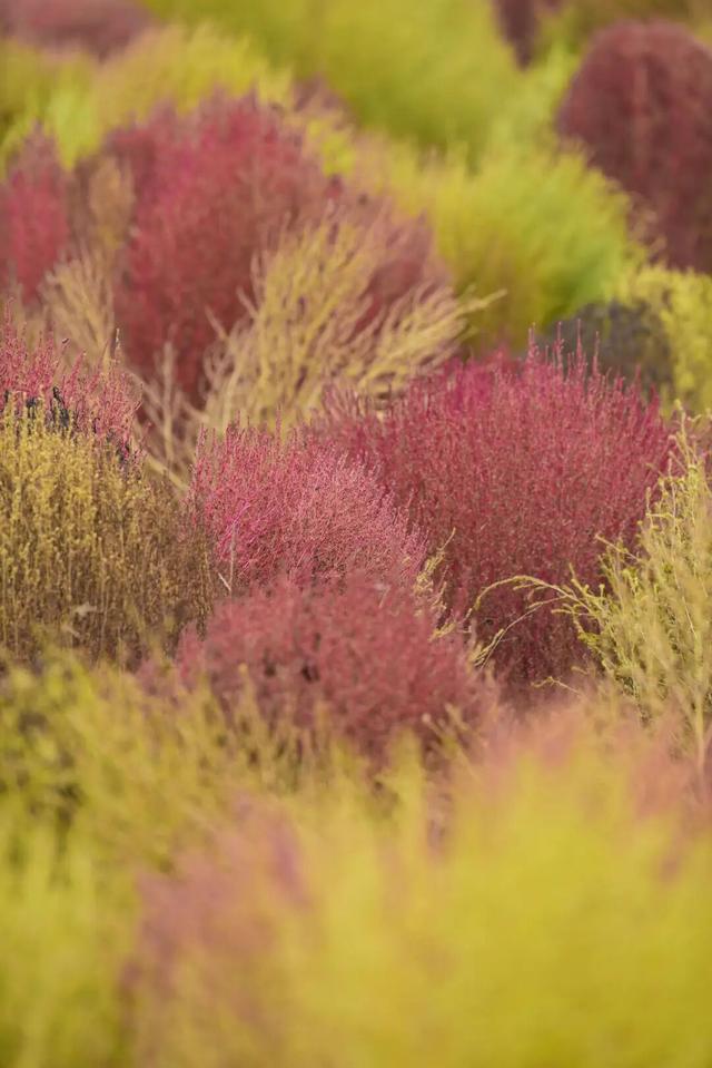 如梦如幻！生态城惊现秋季最美打卡地