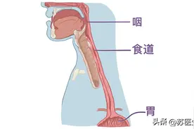 人体解剖学基础——腹部内脏篇（食道和胃）图片